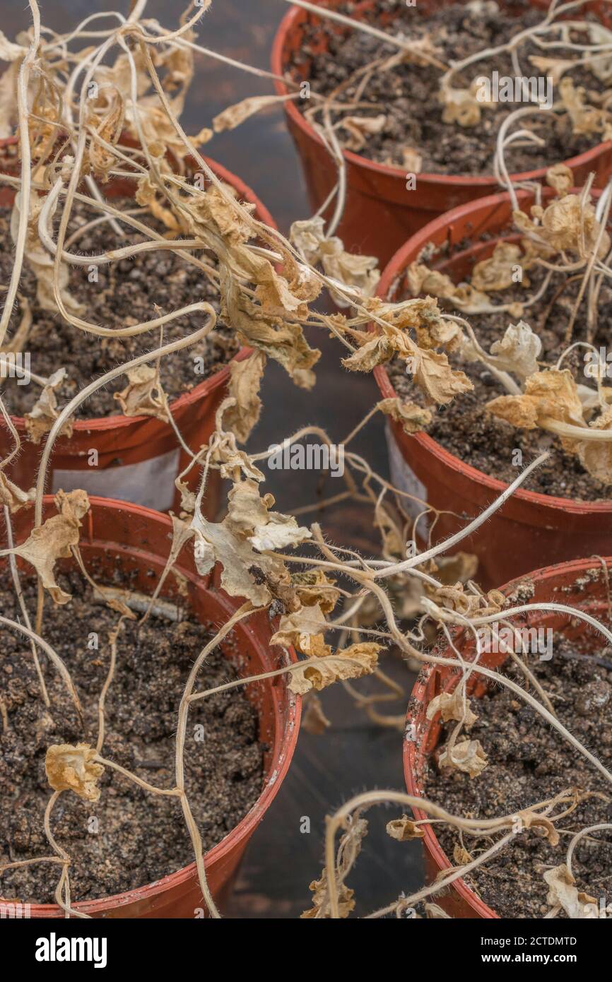 Verwelkt gelbe Blätter von toten Pflanzen (Senf Sämlinge). Für Pflanzen Vernachlässigung, Dürre, vegetativen Tod, hängende Pflanzen, verloren Ihr mojo. Stockfoto