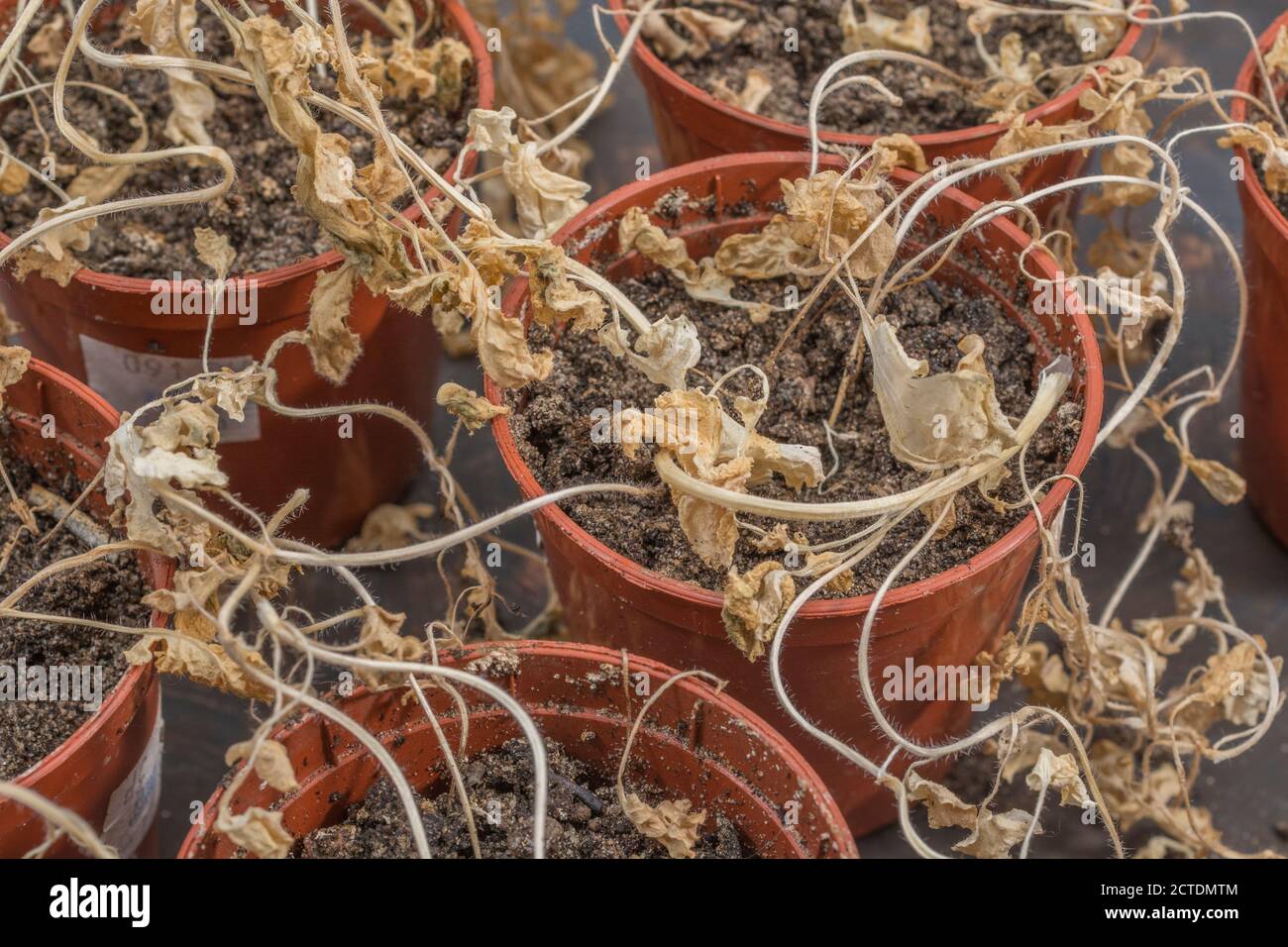 Verwelkt gelbe Blätter von toten Pflanzen (Senf Sämlinge). Für Pflanzen Vernachlässigung, Dürre, vegetativen Tod, hängende Pflanzen, verloren Ihr mojo. Stockfoto