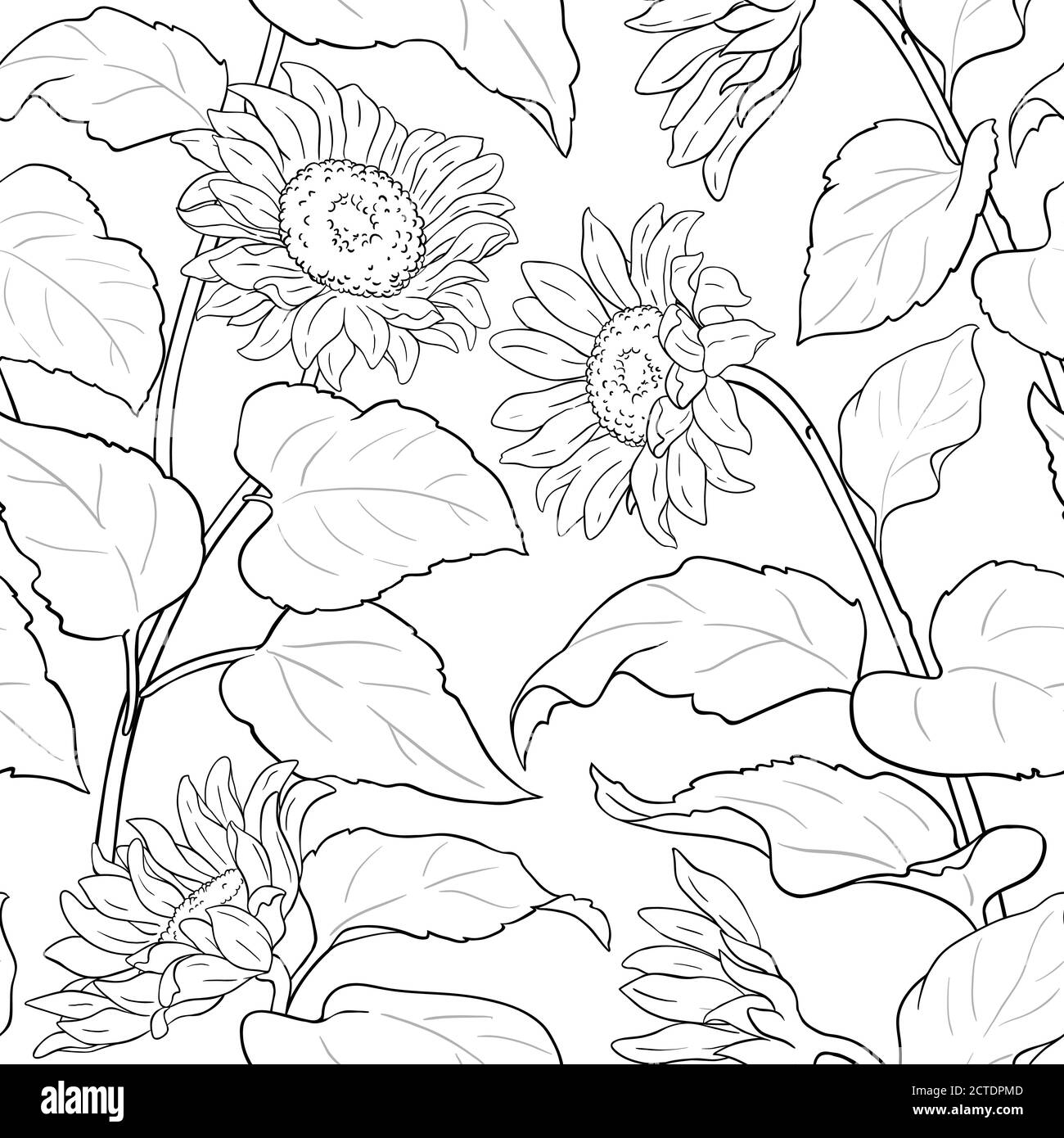 Sonnenblumen-Vektor-Muster auf weißem Hintergrund Stock Vektor