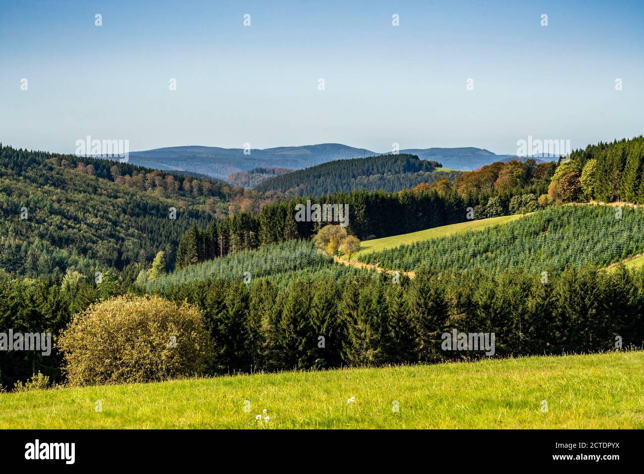 Gewerbewald, Landschaft im Sauerland, bei Altastenberg, Hochsauerlandkreis, NRW, Deutschland Stockfoto