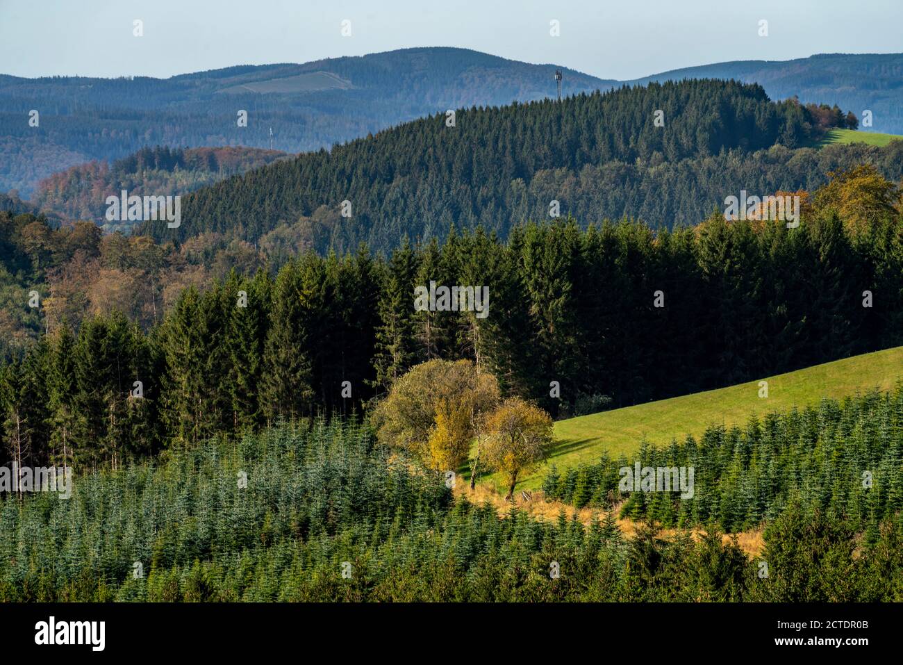 Gewerbewald, Landschaft im Sauerland, bei Altastenberg, Hochsauerlandkreis, NRW, Deutschland Stockfoto