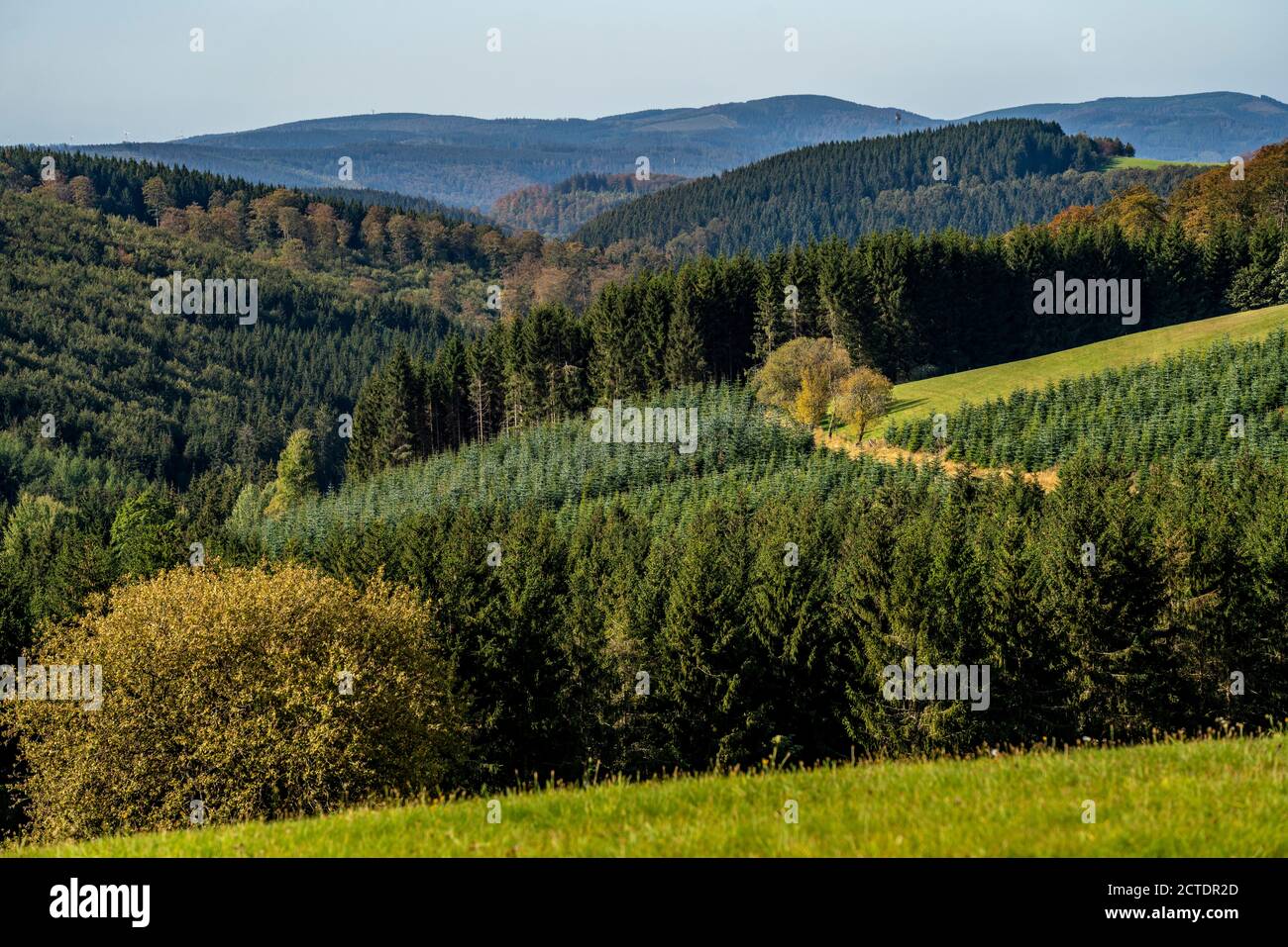 Gewerbewald, Landschaft im Sauerland, bei Altastenberg, Hochsauerlandkreis, NRW, Deutschland Stockfoto