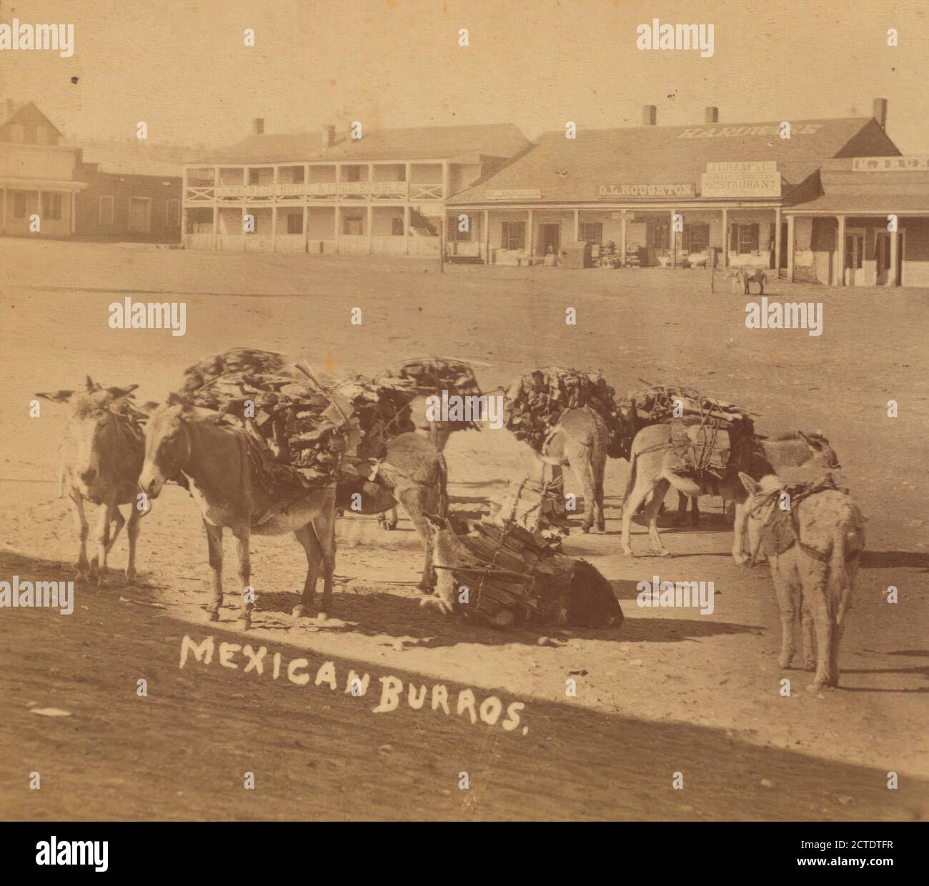 Mexikanische Burros., Evans, F. E. (Frank E.) (b. 1856 ), New Mexico Stockfoto