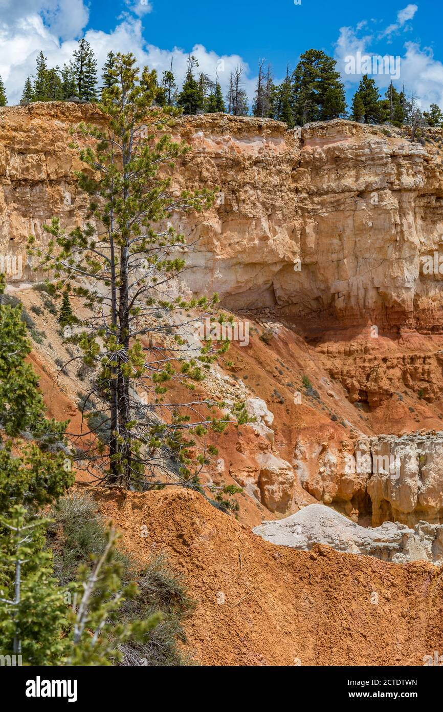 Agua Canyon Overlook im Bryce Canyon National Park, Utah Stockfoto