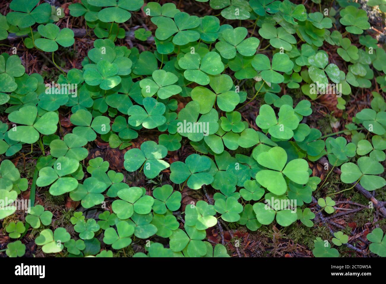 Blick von oben auf grüne Kleeblätter. Holzsorrel Oxalis acetosella Nahaufnahme. Stockfoto