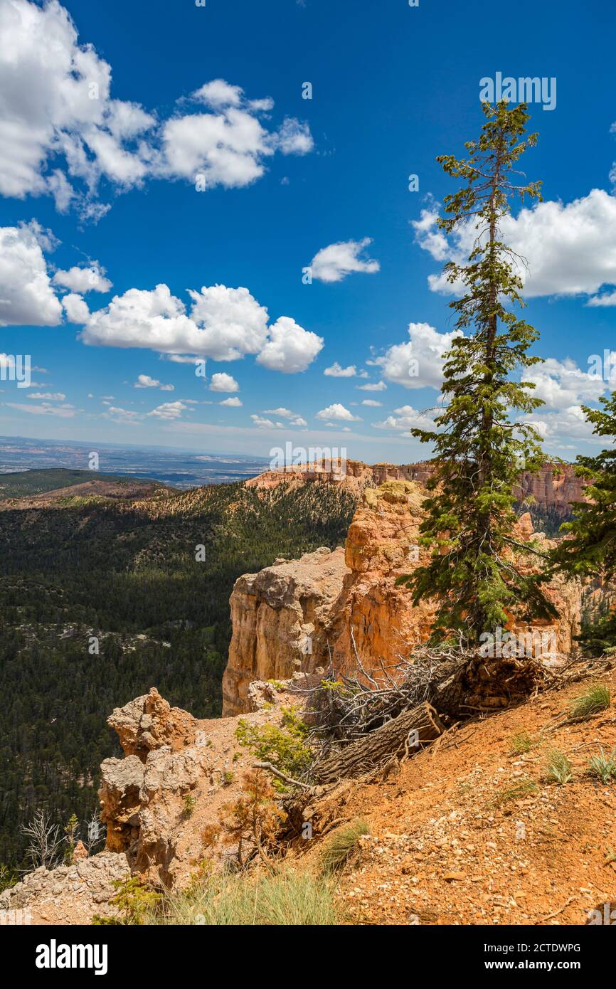 Black Birch Canyon Overlook im Bryce Canyon National Park, Utah Stockfoto