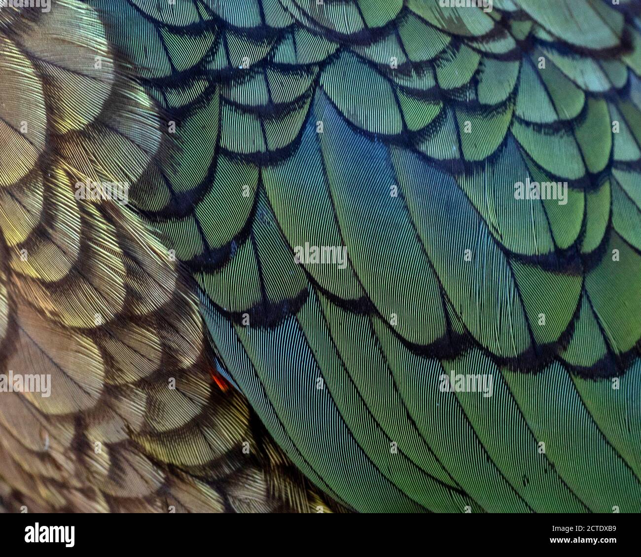 kea (Nestor notabilis), Nahaufnahme seiner schönen Federn, Neuseeland, Südinsel Stockfoto