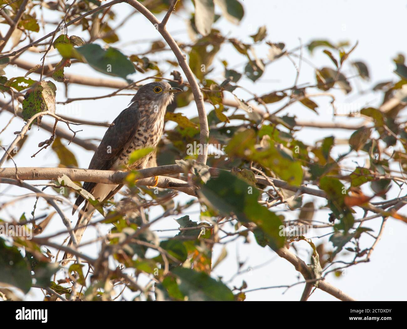 Gewöhnlicher Falkenkuckuck (Hierococcyx varius, Cuculus varius), thront in einem Baum, Indien, Madhya Pradesh, Bandhavgarh National Park Stockfoto