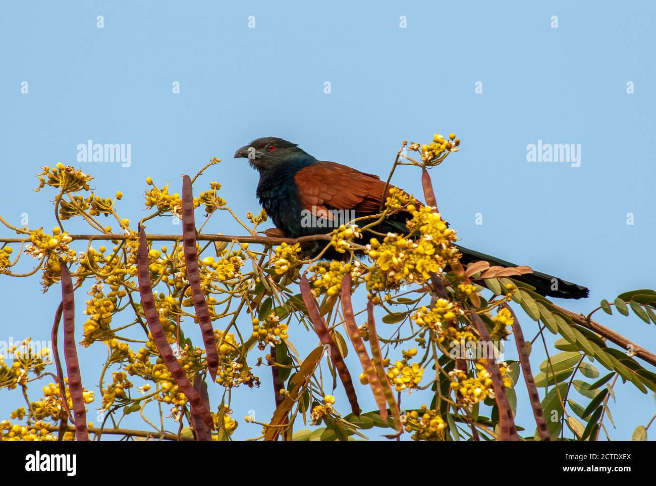 Großer Coucal (Centropus sinensis parroti, Centropus parroti), sitzt auf der Spitze eines Baumes mit kleinen gelben Blüten, Indien Stockfoto