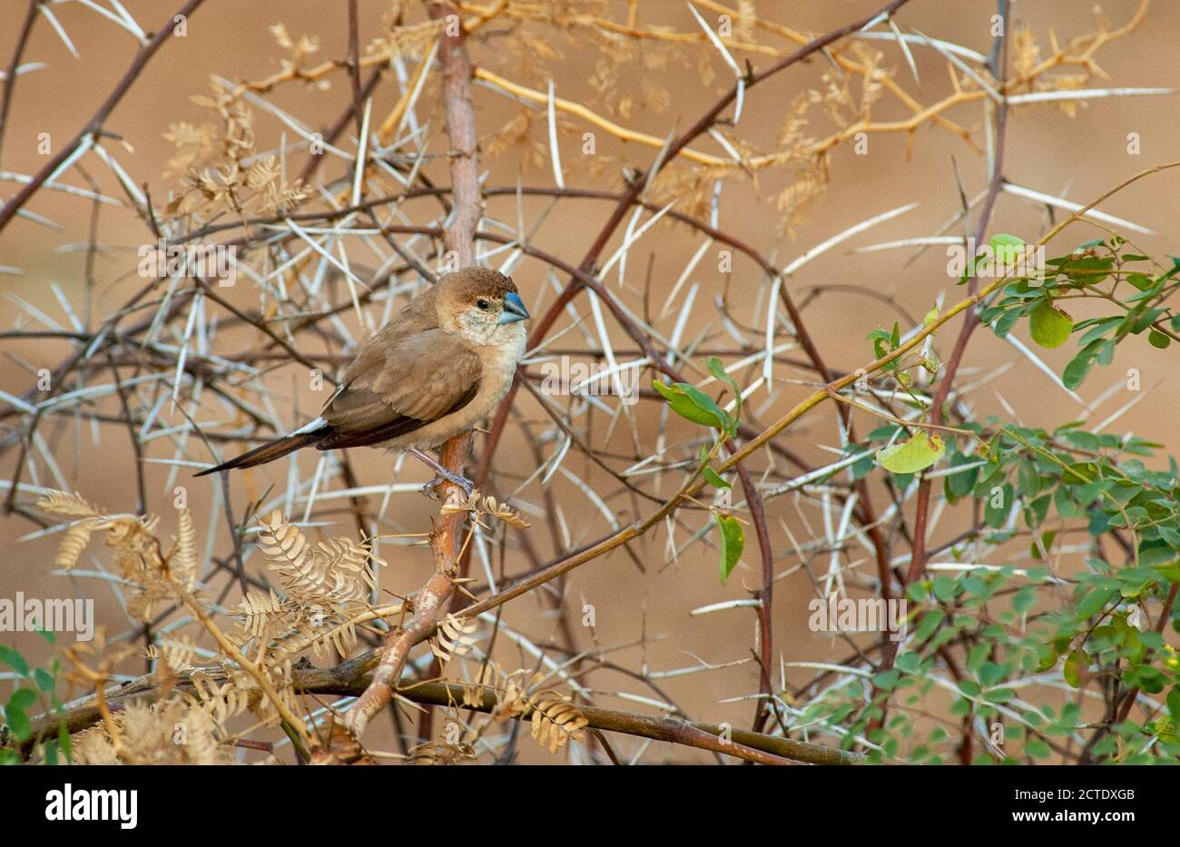 Indische Silberschnabel, Weißkehlchen (Euodice malabarica, Lonchura malabrica), erwachsener Vogel in niedrigen Akazienbusch, Indien Stockfoto