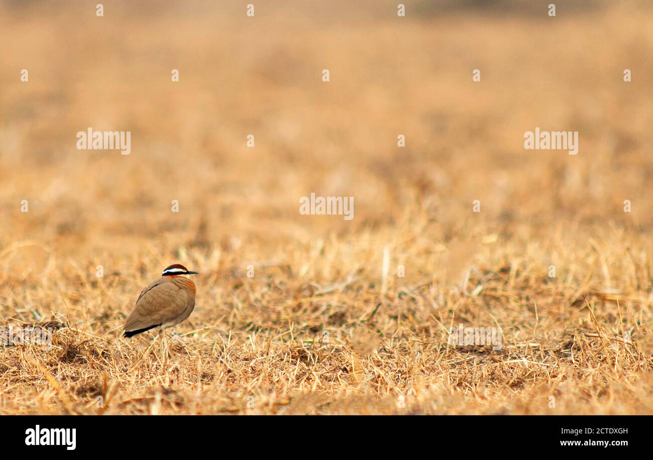 Indischer Courser (Cursorius coromandelicus), erwachsen stehend in einem kargen ariden Feld, Indien Stockfoto