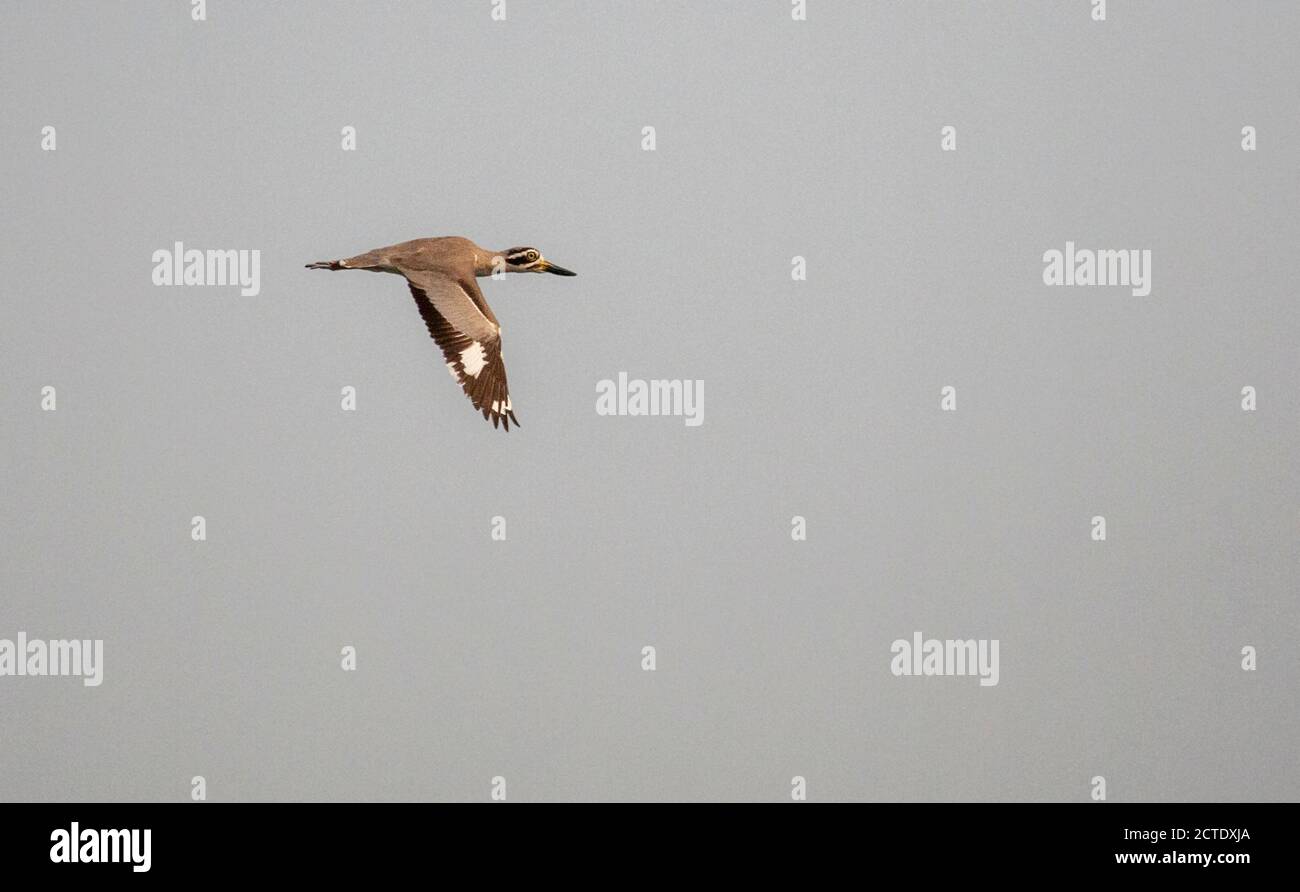 Großer Steinpfroff, großer Steincurlew, großer Dickkniespengler (Esacus recurvirostris), im Flug, Indien, Assam Stockfoto