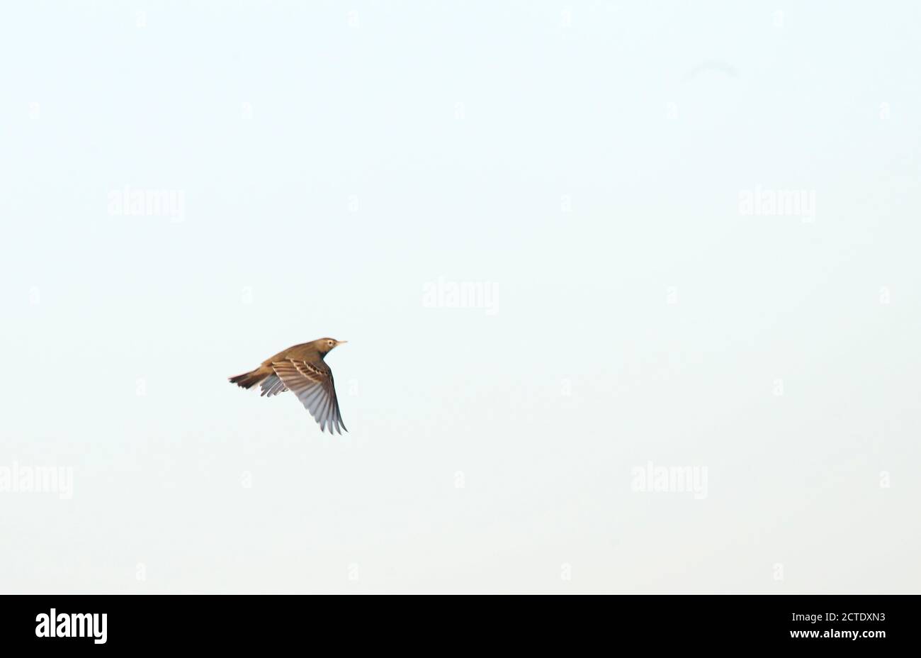 Skandinavische Hebriden-Felsplatte (Anthus petrosus littoralis, Anthus littoralis), im Flug, Niederlande Stockfoto