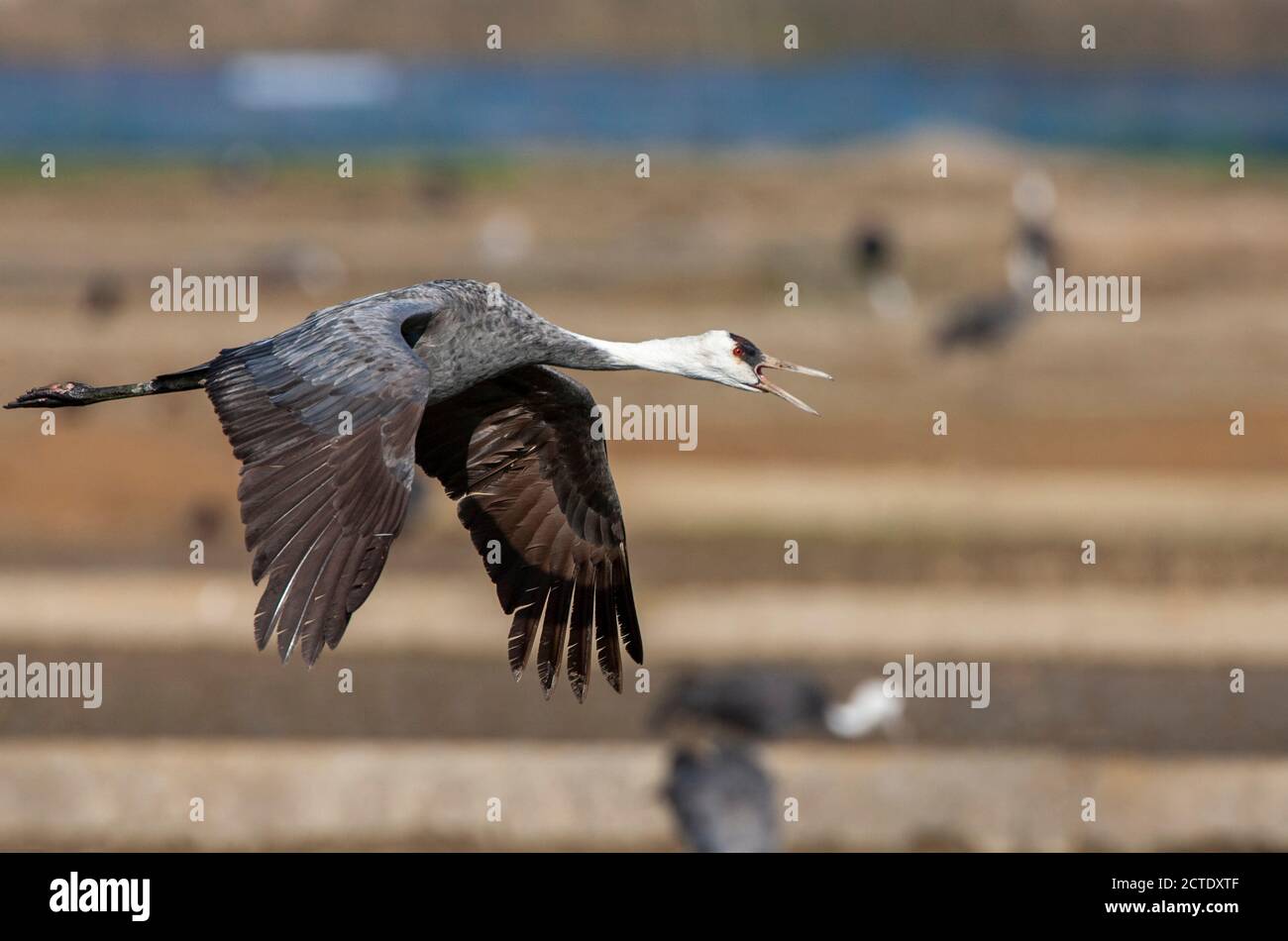 kapuzenkran (Grus monacha), unreif im Flug, mit Naturschutzgebiet im Hintergrund, Japan, Kyushu, Arasaki Crane Center Stockfoto