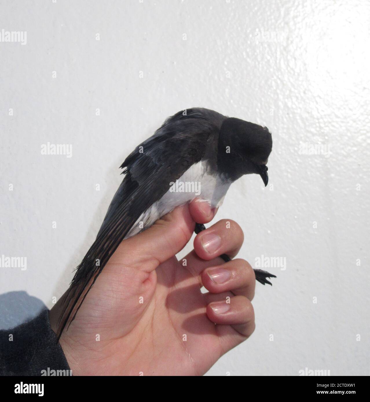 Graurückensturmsturmsturmvogel (Garrodia nereis), gefangen auf dem Deck eines Expeditionskreuzfahrtschiffes, Neuseeland Stockfoto