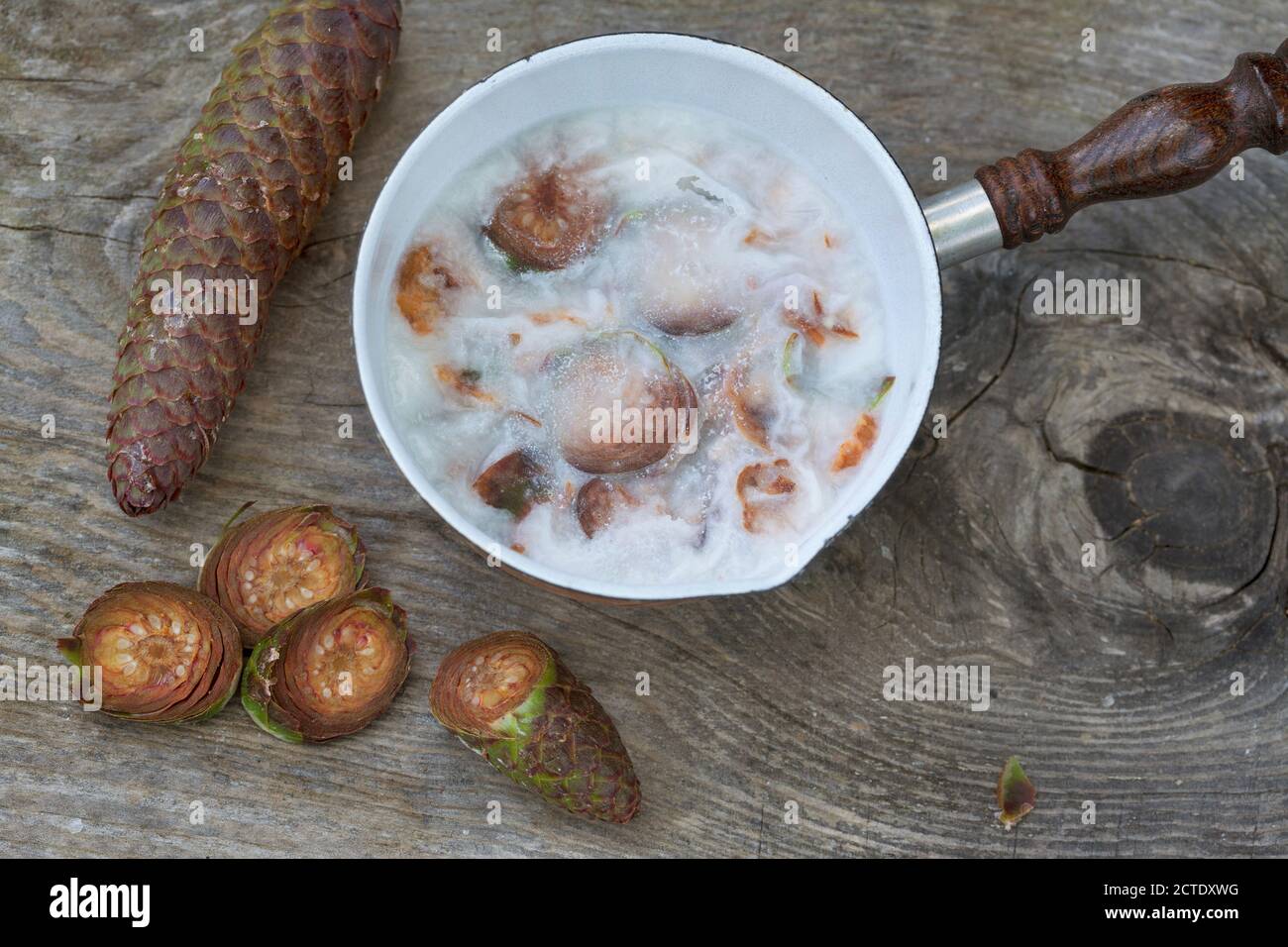 Norwegenfichte (Picea abies), Produktion von Fichtenzapfen Stockfoto