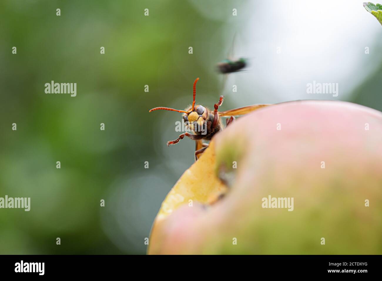 Makroaufnahme einer Hornisse auf einem reifenden Apfel mit einer vorbeifliegenden Fliege. Stockfoto
