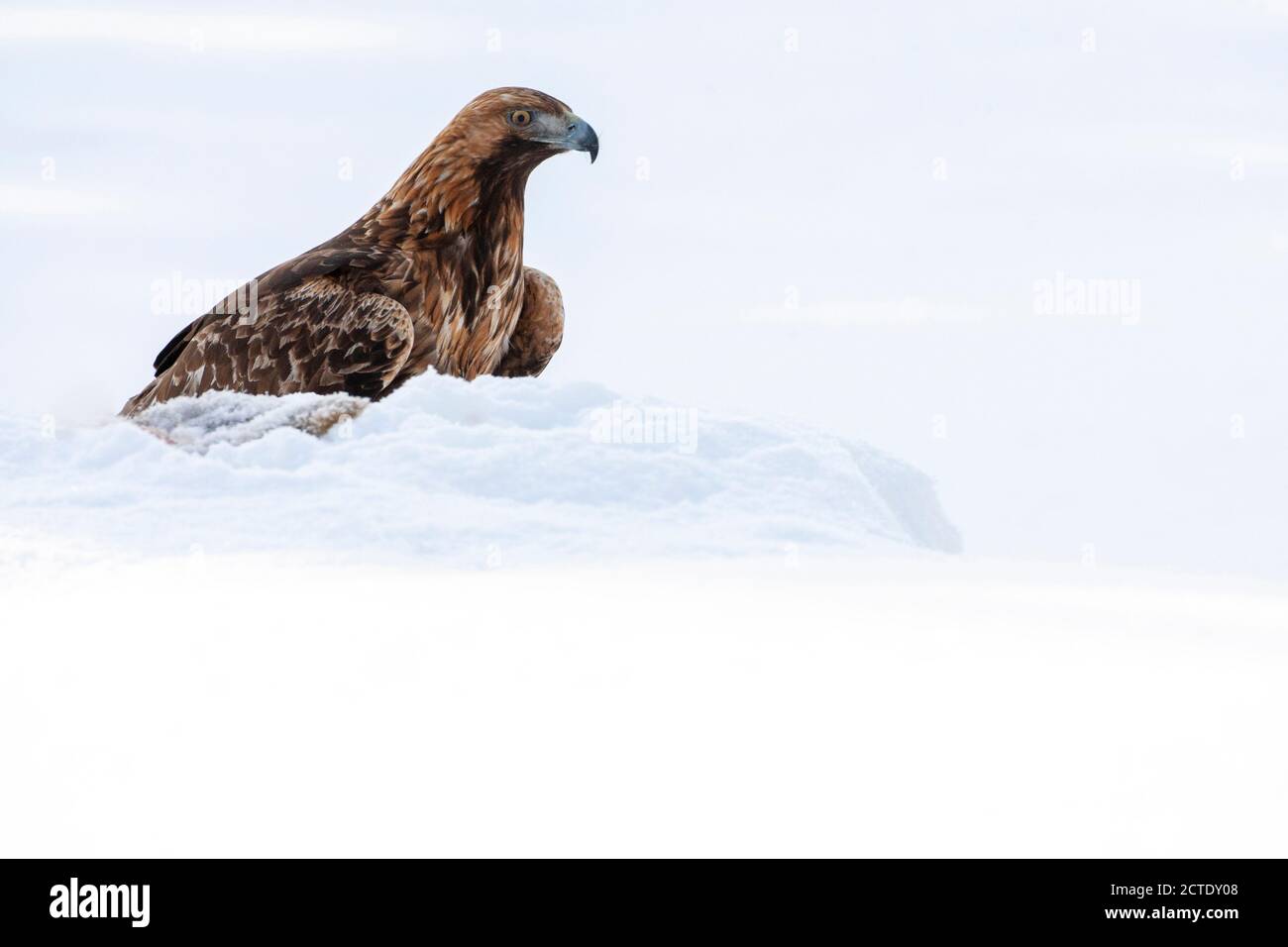 goldener Adler (Aquila chrysaetos), im Schnee sitzend, halb versteckt hinter einer Schneeverwehung, Finnland, Kuusamo Stockfoto