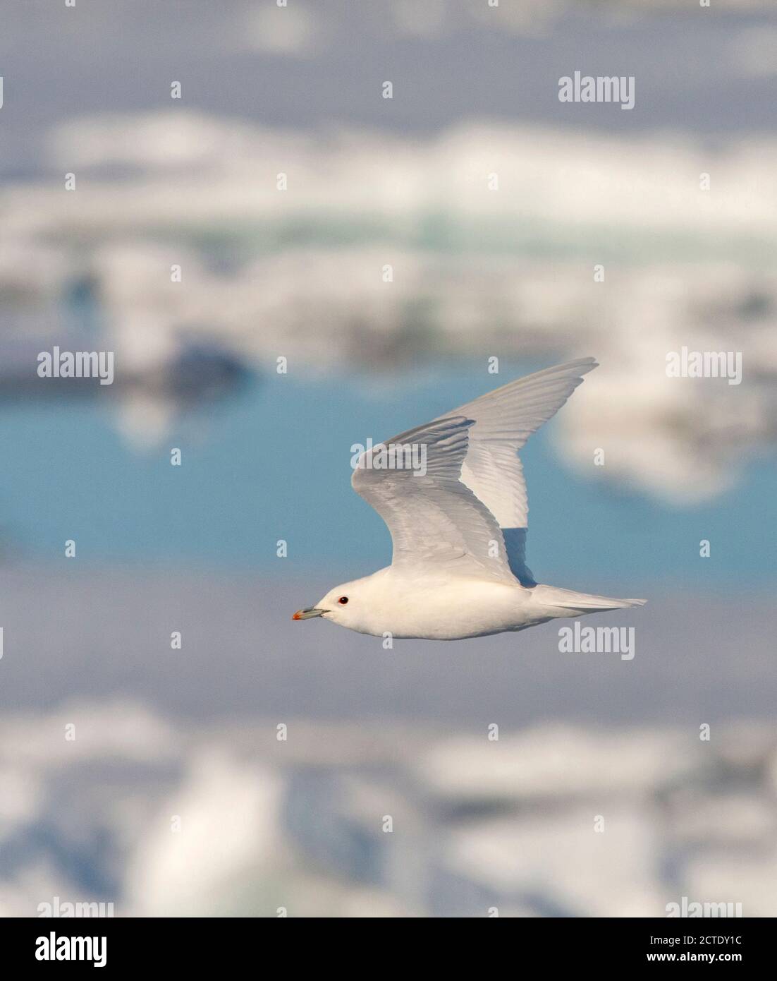 Elfenbeinmöwe (Pagophila eburnea), im Flug, Norwegen, Spitzbergen Stockfoto