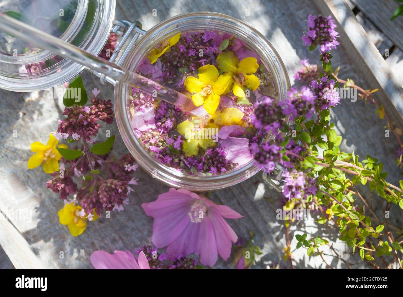 Breitblättriger Thymian, Dot Wells Kriechthyme, großer Thymian, Zitronenthyme, Mutter von Thymian, Wilder Thymian (Thymus pulegioides), Oxymel aus Honig mit Stockfoto