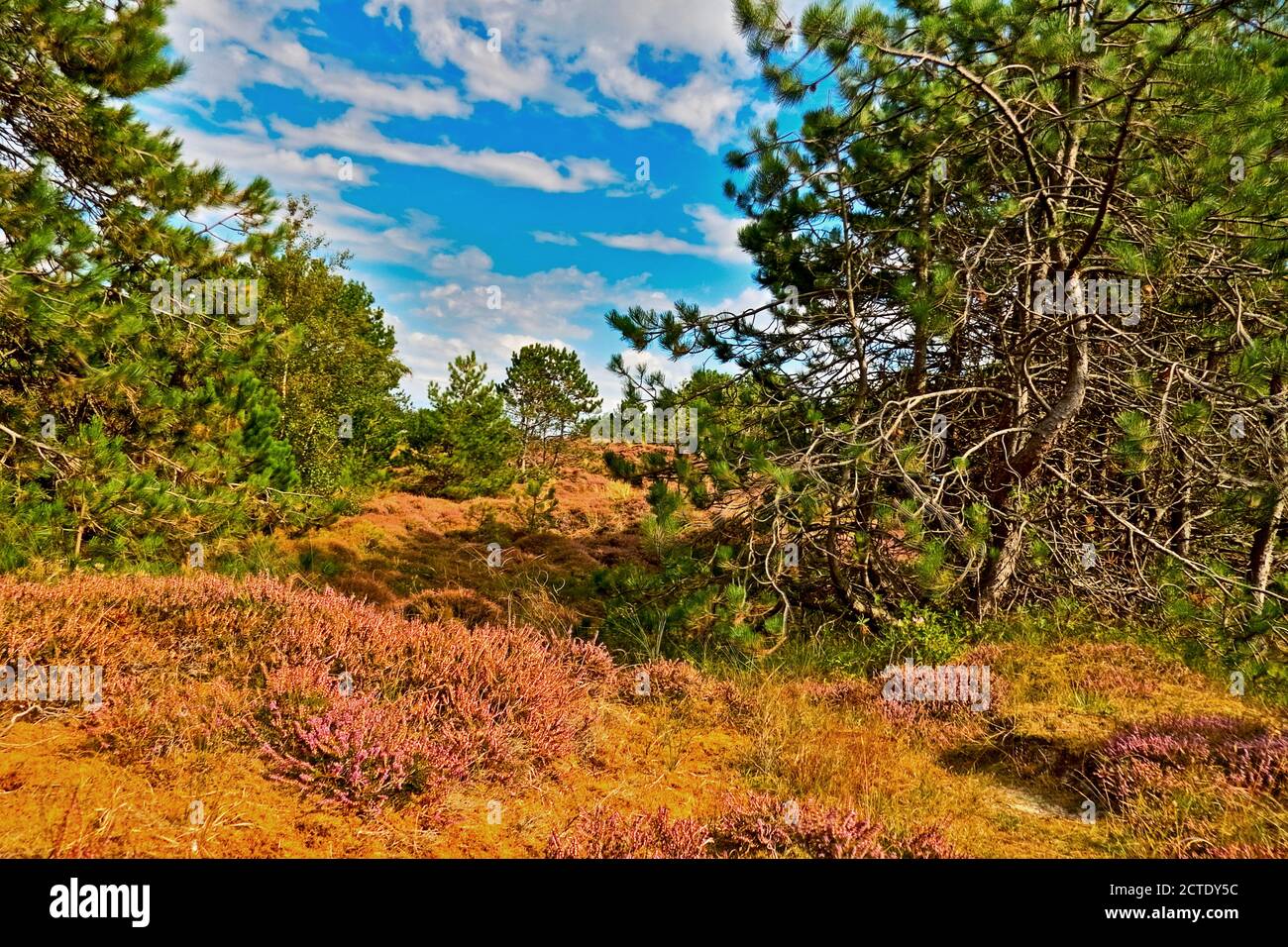 Heidekraut, Ling, Heidekraut (Calluna vulgaris), blühende Heide auf der Insel Wangerooge, HDR, Deutschland, Niedersachsen, Wangerooge Stockfoto