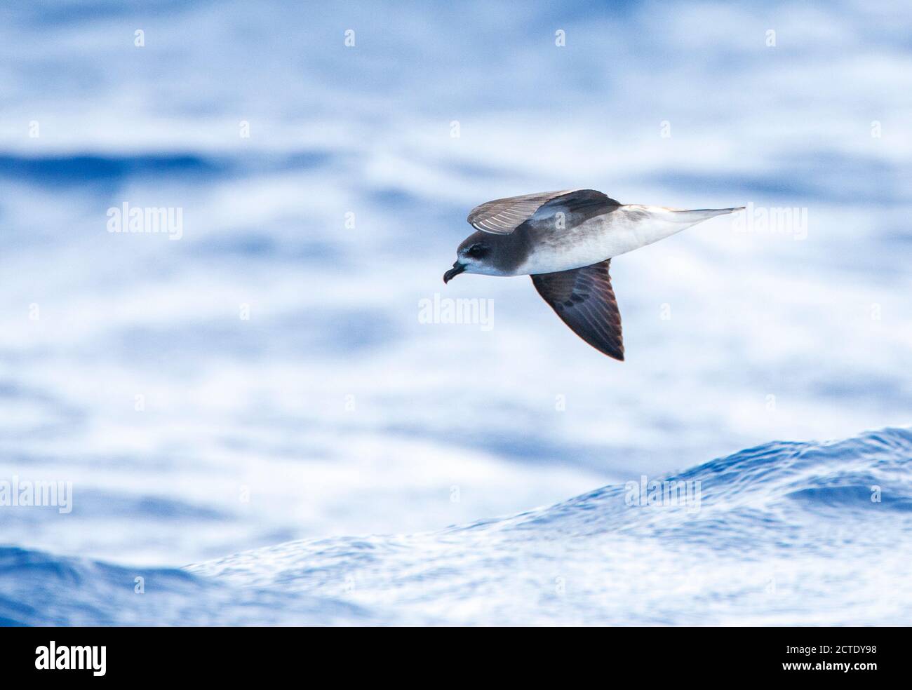 Desertas Petrel (Pterodroma deserta), tief über dem Meer fliegend, Portugal, Madeira Stockfoto