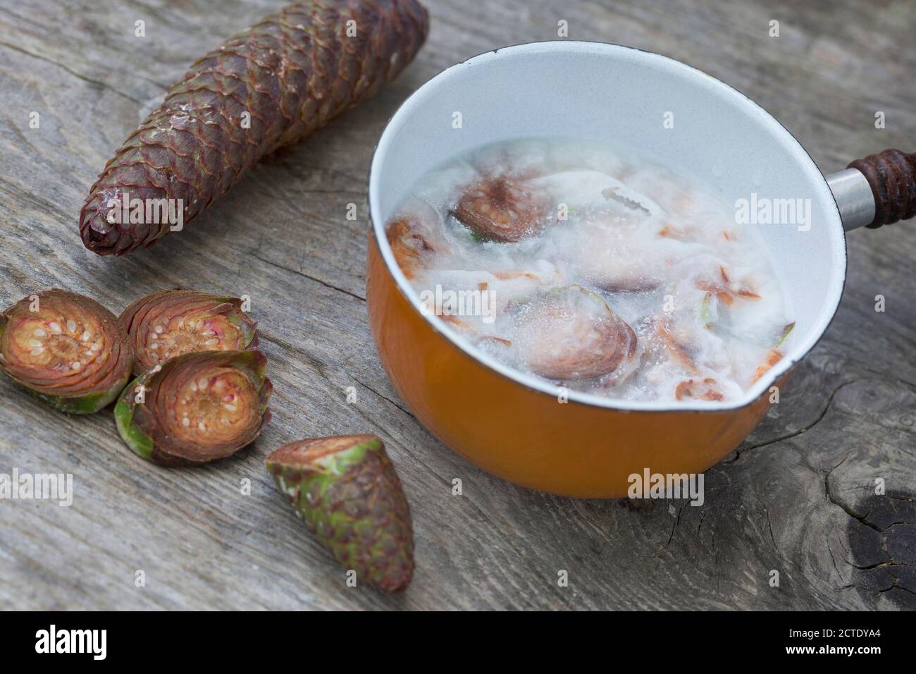 Norwegenfichte (Picea abies), Produktion von Fichtenzapfen Stockfoto