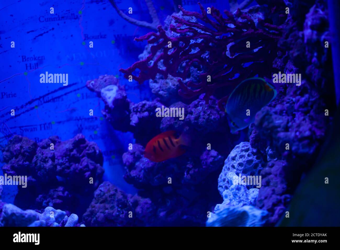 Blick auf ein Aquarium und tropische Fische (blauer Farbton) Stockfoto