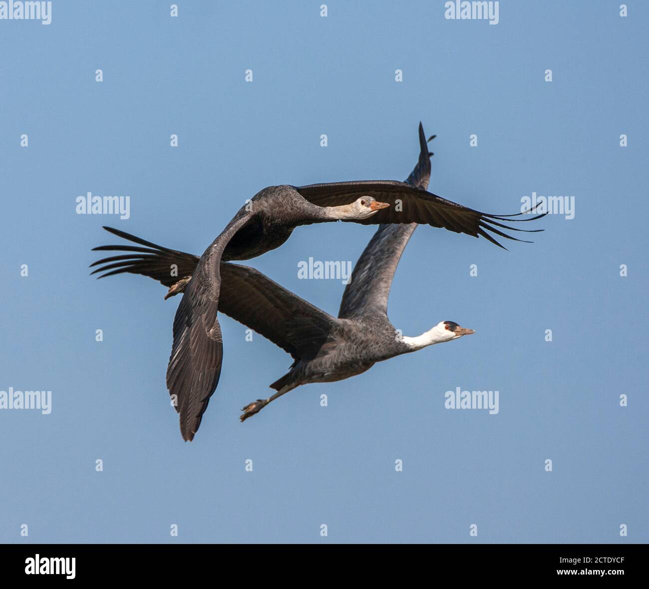 kapuzenkran (Grus monacha), unreif (Vordergrund) und Erwachsener im Flug, Japan, Kyushu, Arasaki Crane Center Stockfoto