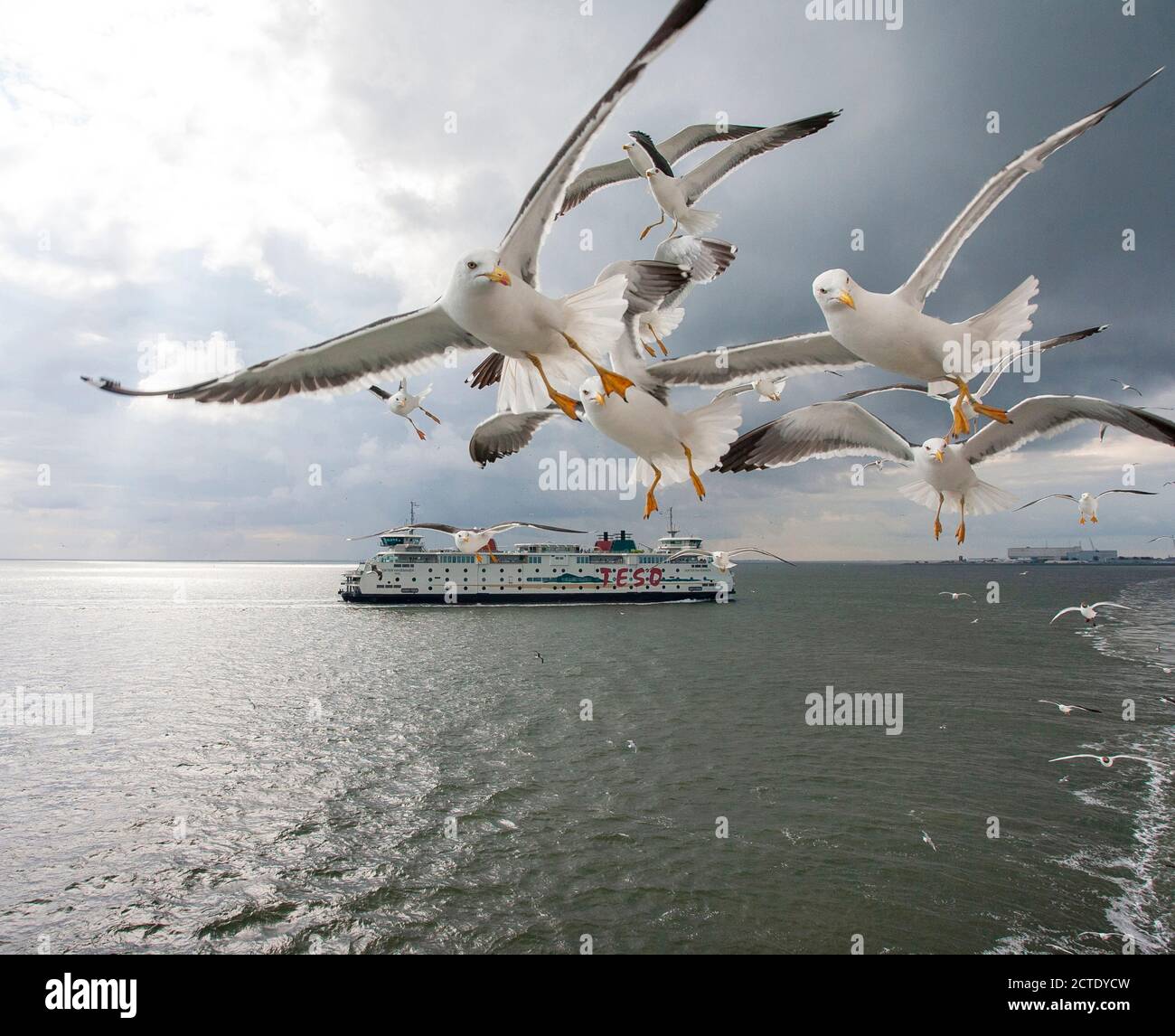 Kleinmöwe (Larus fuscus), mehrere Kleinmöwen, die der Fähre folgen, andere Fähre und Den Helder im Hintergrund, Stockfoto