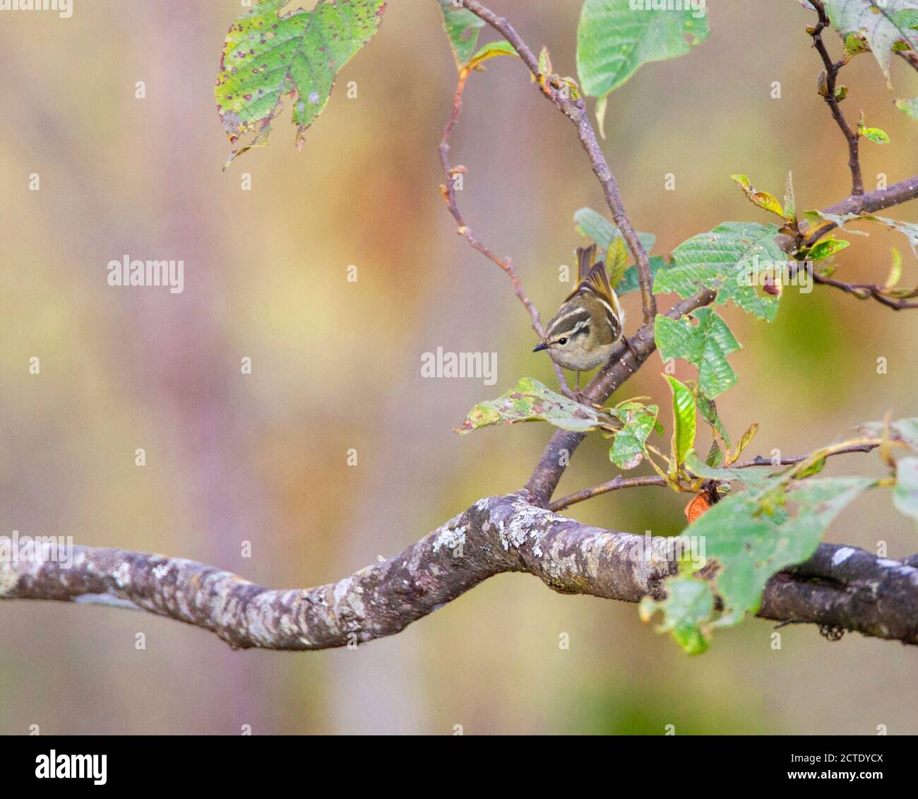 Zitronen-Rühlensänger (Phylloscopus chloronotus), thront auf einem Zweig, Indien, Himalaya Stockfoto