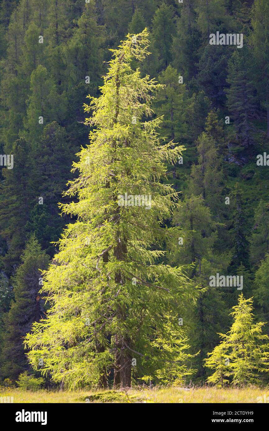 Gemeine Lärche, Europäische Lärche (Larix decidua, Larix europaea), Lärche in den Bergen im Sommer, Deutschland Stockfoto