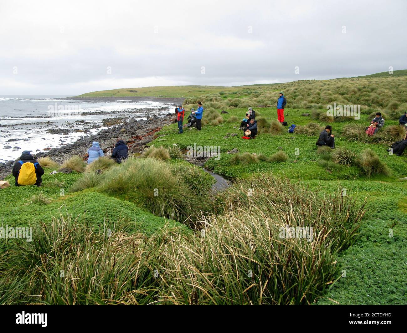 Picknick-Mittagessen auf dem Feld von Expeditionsökotouristen auf Enderby Island, Neuseeland, Auckland Islands, Enderby Island Stockfoto