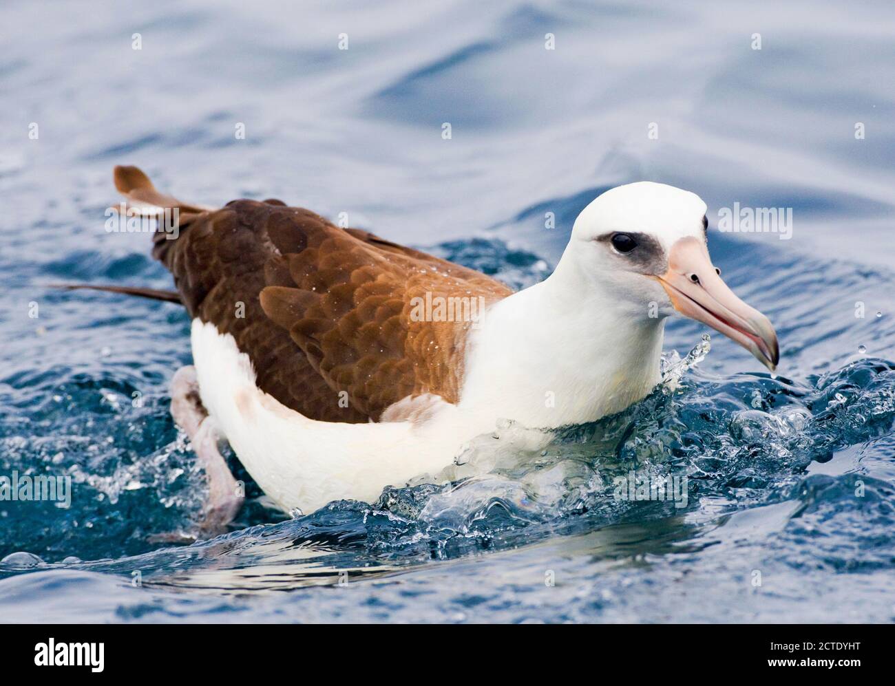 laysan Albatross (Diomedea immutabilis, Phoebastria immutabilis), Schwimmen vor der Küste, USA, Kalifornien, Half Moon Bay Stockfoto