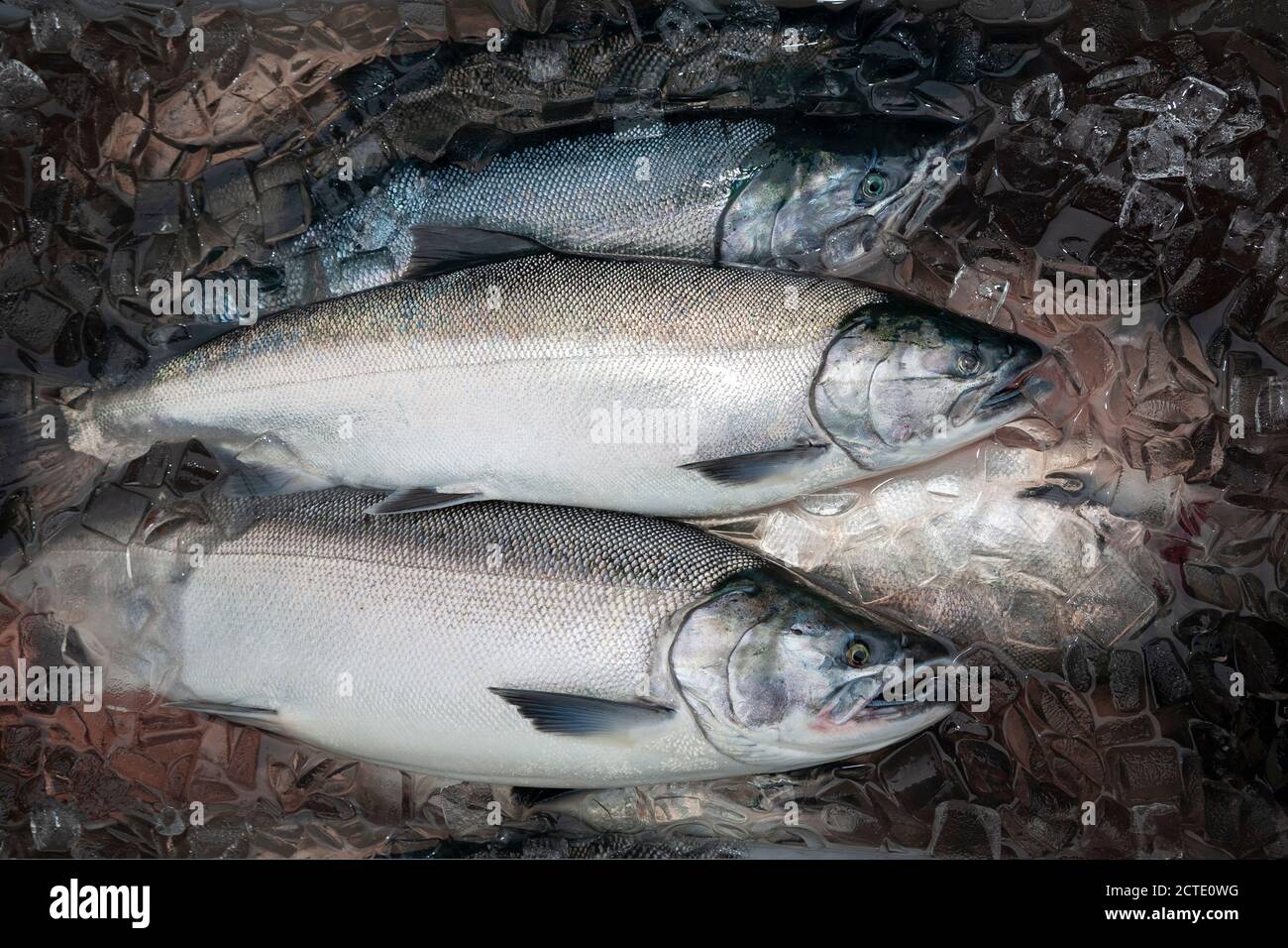 Silber- oder Coho-Lachs in Alaska frisch gefangen und gehalten Frisch im Eis Stockfoto