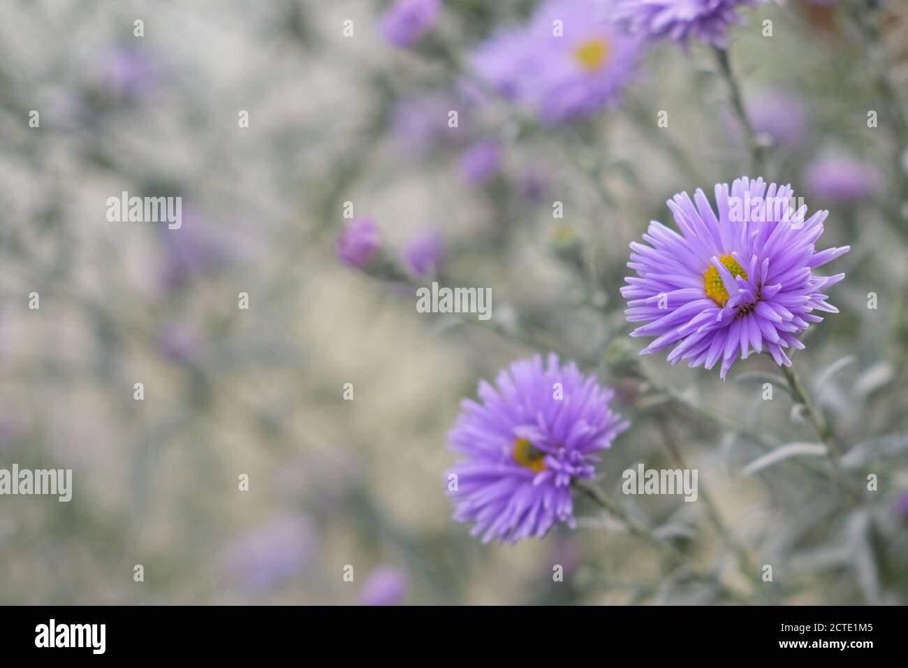 Selektiver Fokus auf violett-Lavendel Aster Alpinus oder blau Alpine Daisy auf verwackelten Herbstgarten Blumenbeet Hintergrund. Stockfoto