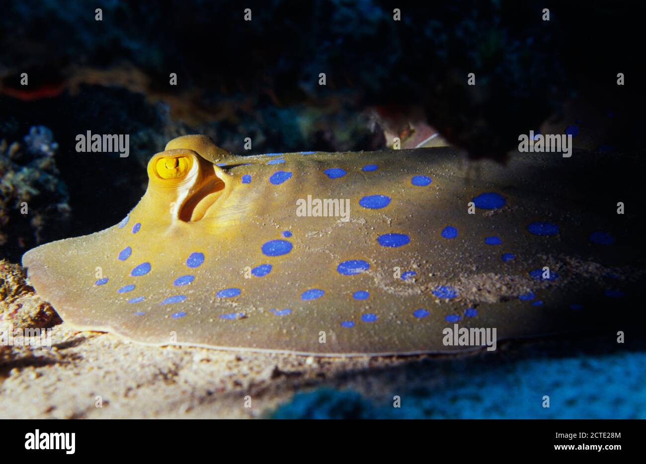 Blue Spotted Stingray versteckt sich unter einem Korallenaufschluss, Rotes Meer, Ägypten Stockfoto