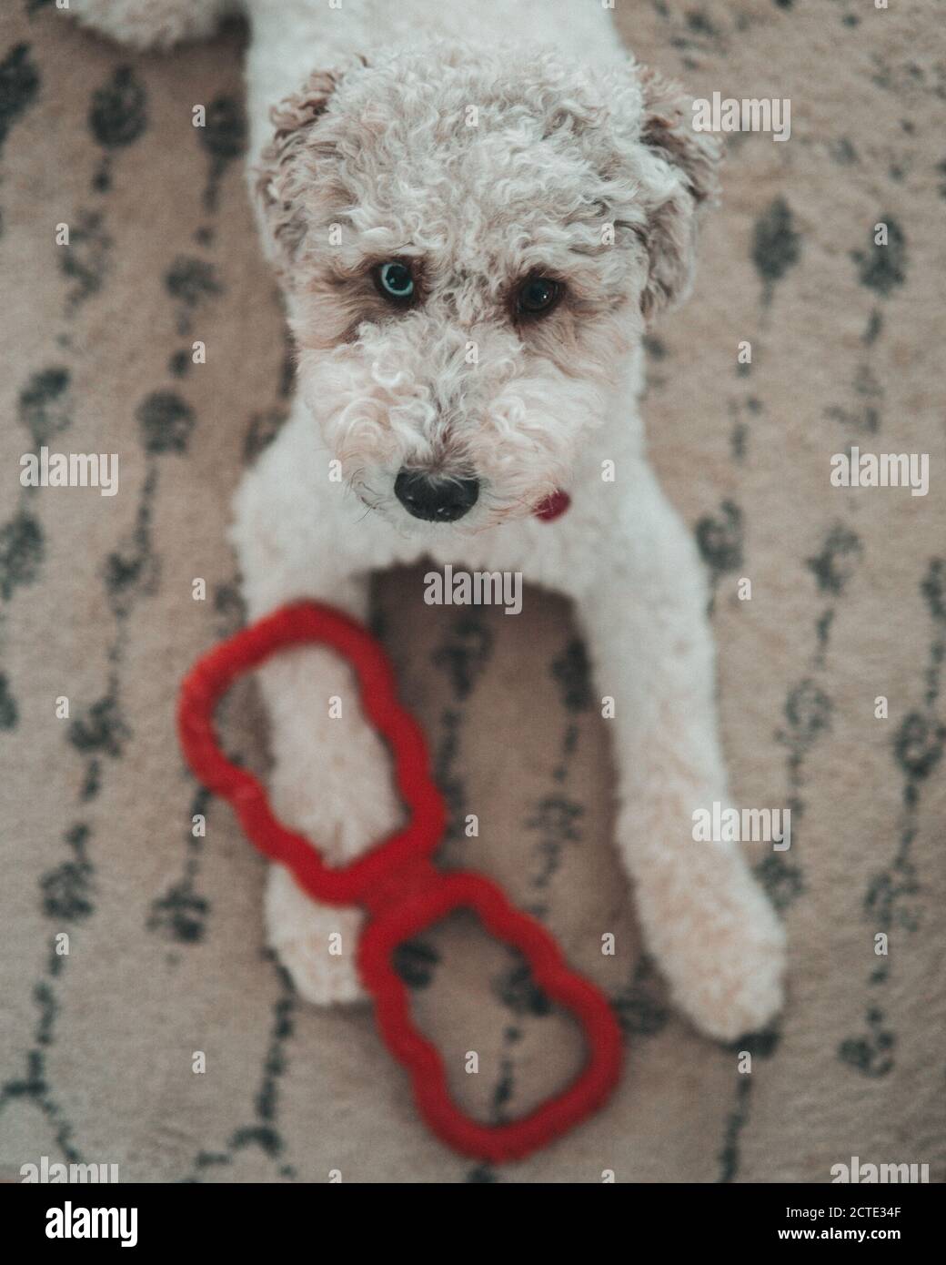 Weißer Hund spielt mit Kauspielzeug Stockfoto