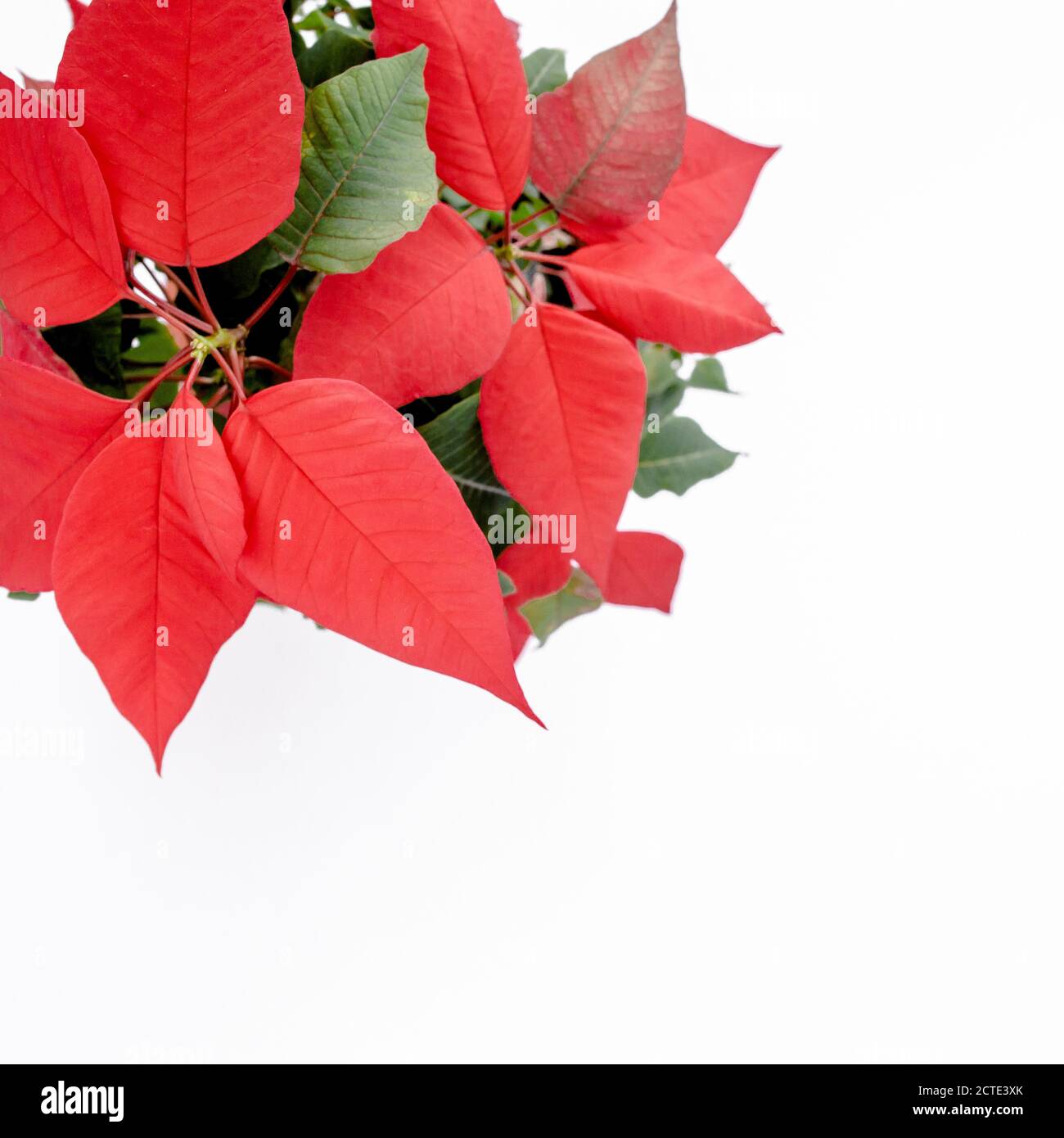 Die Weihnachtssterne rote Blten Euphorbia, die Blume der Weihnachten, aus  der Nhe. Blume isoliert auf weiem Hintergrund Stockfotografie - Alamy