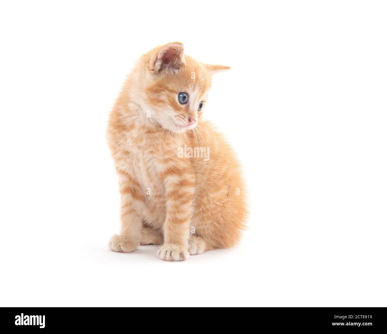 Nettes Baby gelb gestromt Kätzchen sitzen isoliert auf weißem Hintergrund Stockfoto