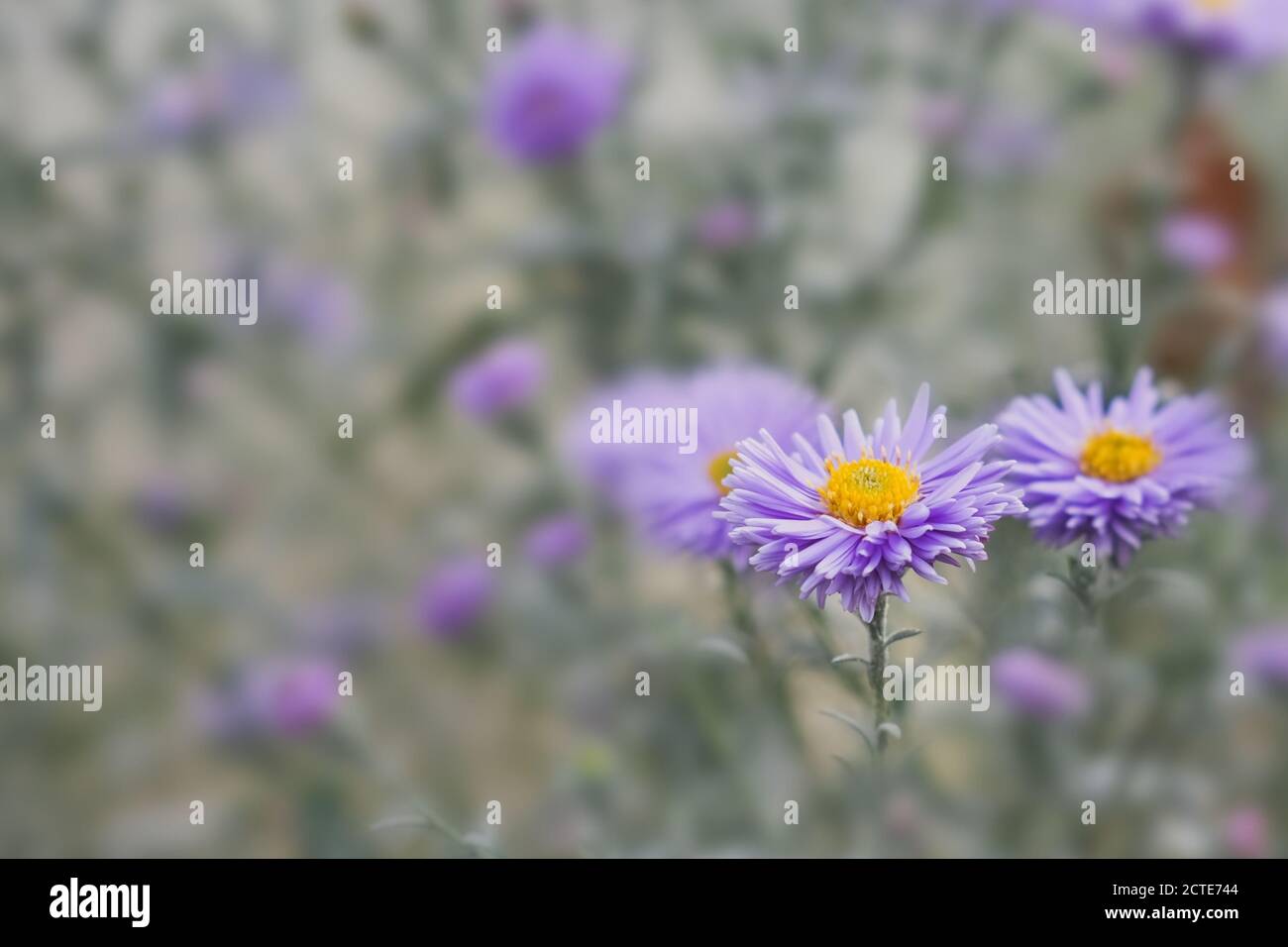 Selektiver Fokus auf violett-Lavendel Aster Alpinus oder blau Alpine Daisy auf verwackelten Herbstgarten Blumenbeet Hintergrund. Stockfoto