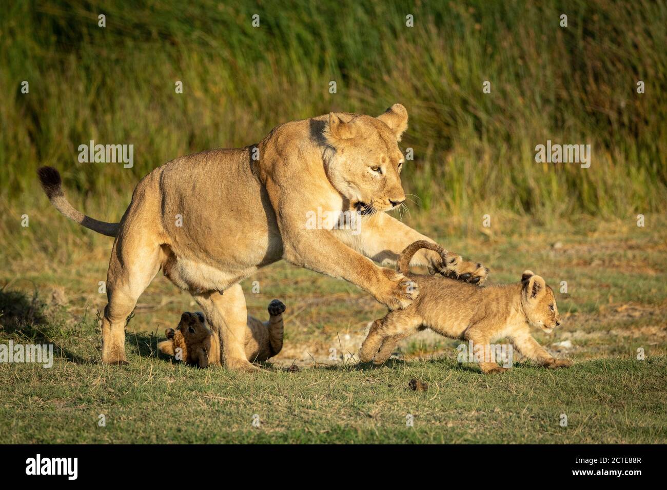 Weibliche Löwin spielt mit ihren zwei kleinen Löwen in goldenes Nachmittagslicht in Ndutu in Tansania Stockfoto
