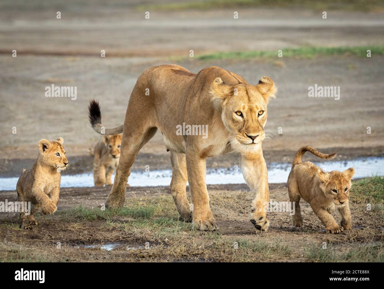 Löwin Mutter und ihre drei jungen Löwen überqueren eine kleine Fluss in Ngorongoro in Tansania Stockfoto