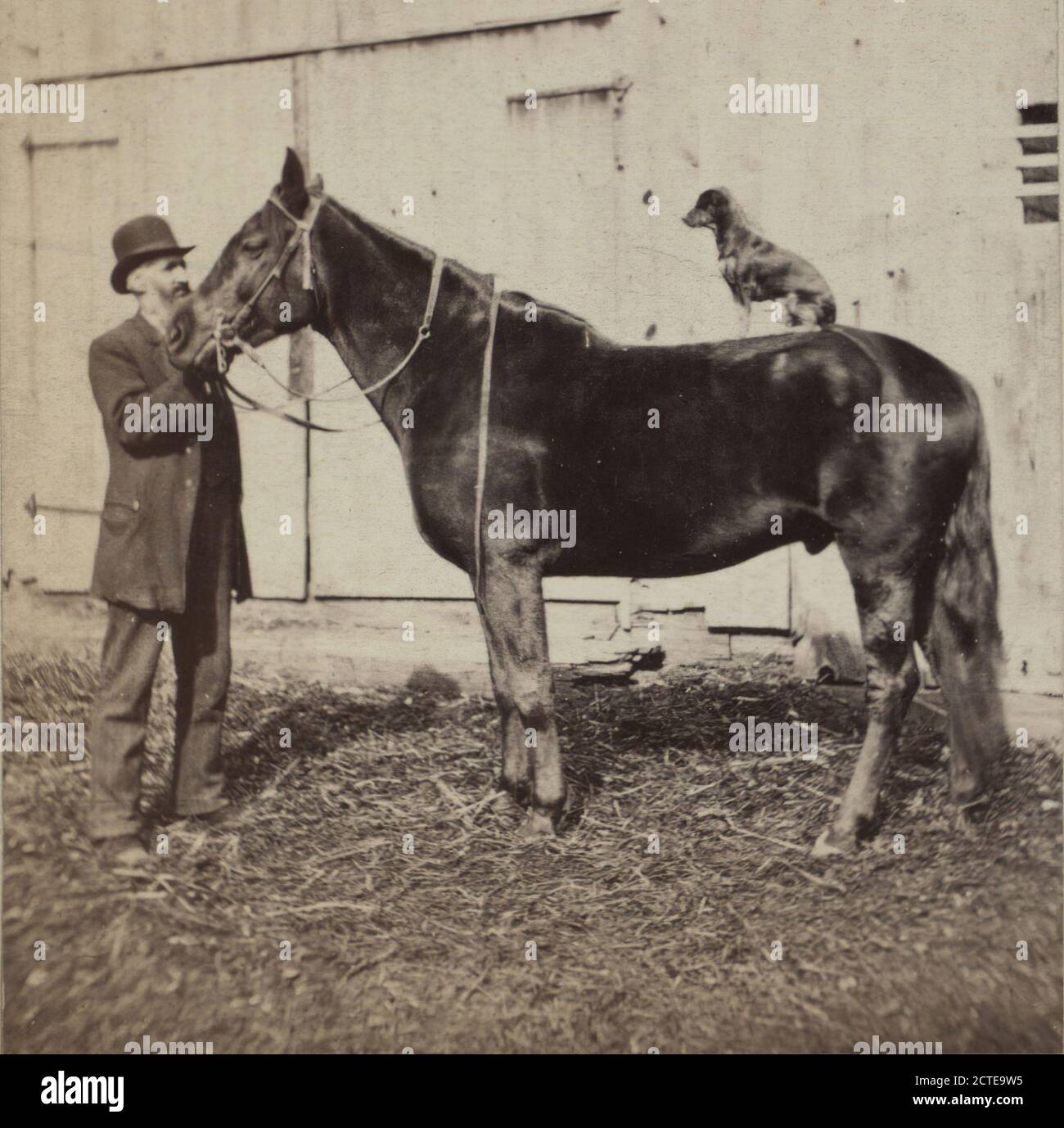 Mann und das Pferd mit einem Hund auf dem Rücken., Corning View Company, Horses, Dogs, New York (Staat Stockfoto