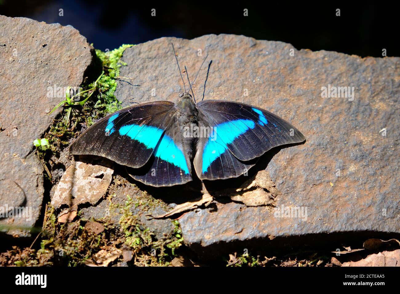 Brasilien Foz do Iguacu - Zoo - Parque das Aves Schmetterling mit bue-Streifen Stockfoto