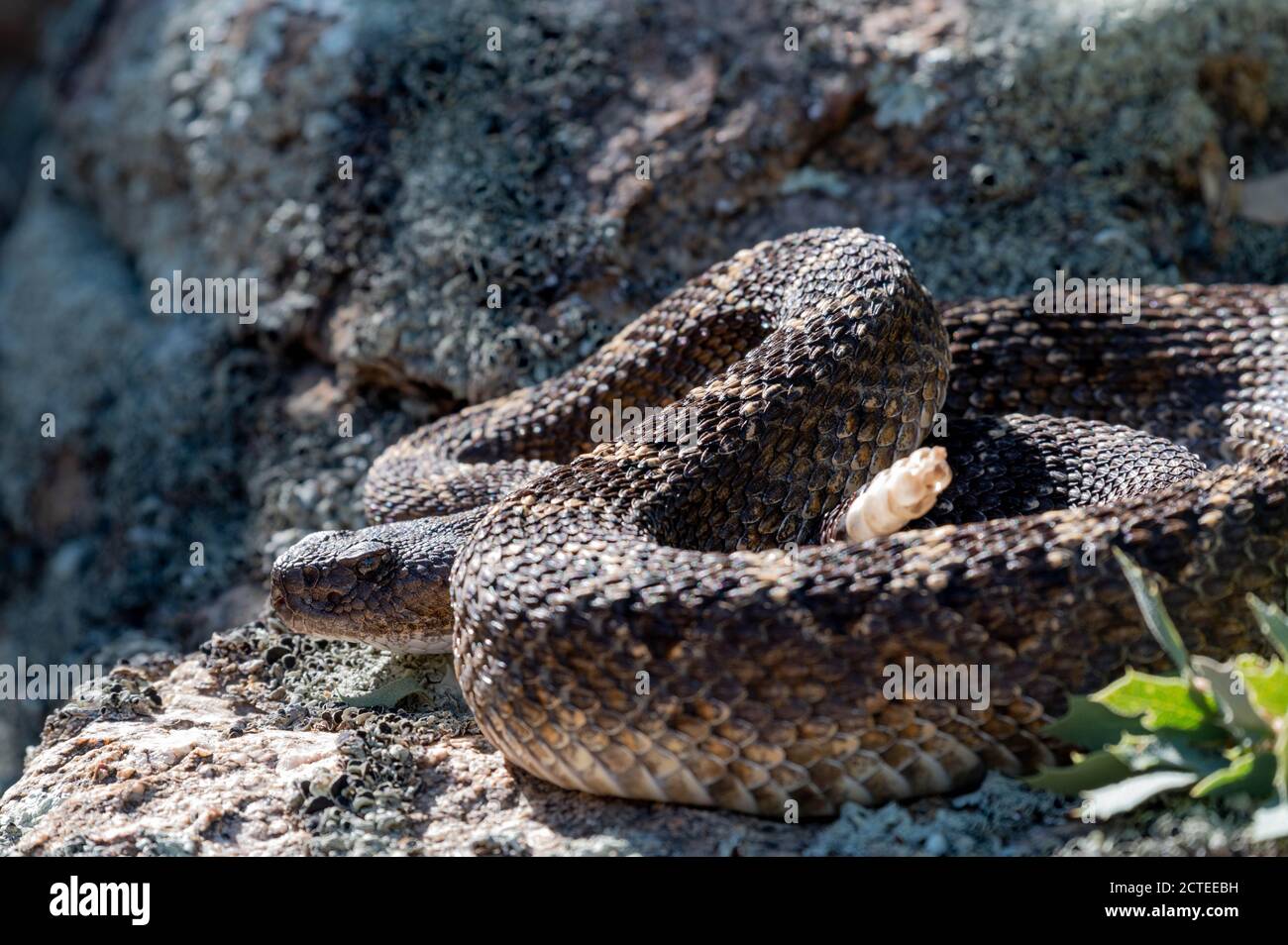 Arizona Black Rattlesnake, (Cerbat Mountain Phase), Mojave co., Arizona, USA. Stockfoto