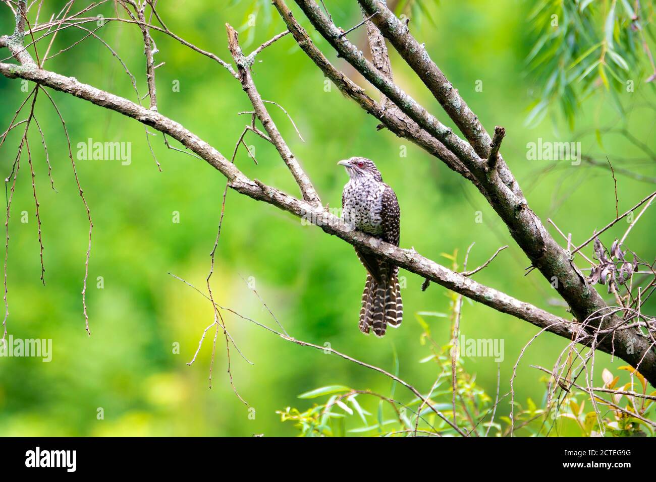 Vogel - Asiatische Koel Weibchen auf Waldbaumbaum Stockfoto