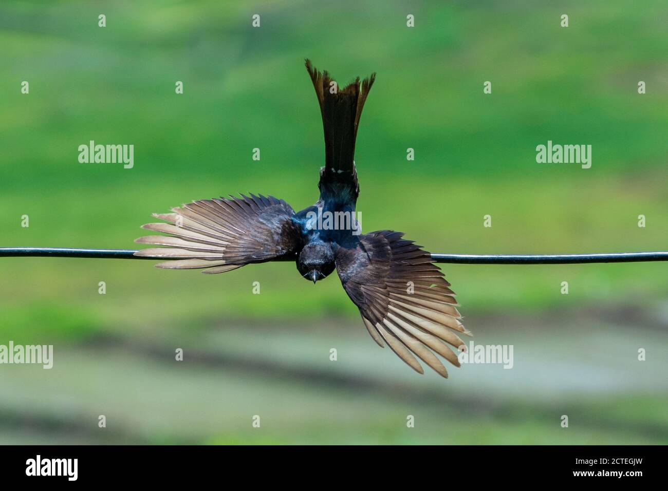 Vogel - Schwarzer Drongo, der Flügel ausbreitet und Schwanz nach oben Stockfoto
