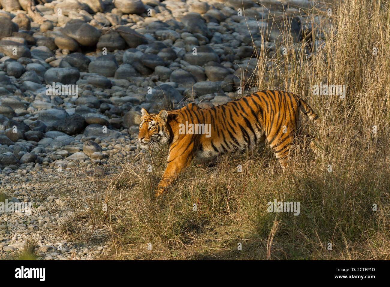 Erwachsene weibliche Bengaltiger geht aus den hohen trockenen Gräsern auf dem trockenen Flussbett von Ramganga im Corbett Tiger Reserve, Westbengalen, Indien Stockfoto