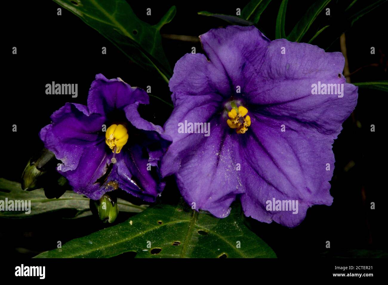 Kangaroo Apple: Australischer Strauch mit wunderschönen violetten Blüten im Frühling, gefolgt von einer essbaren Orangenfrucht. Stockfoto